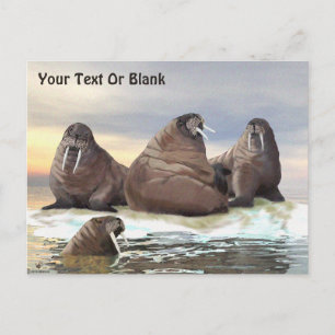 Walrus - Four Brothers Postcard