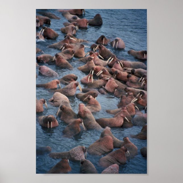 Walrus Herd Poster (Front)