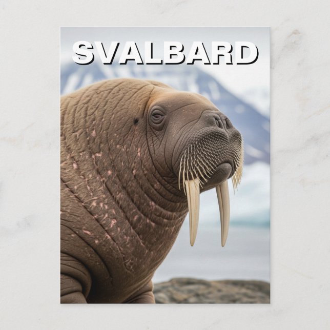 Walrus in Svalbard Norway Postcard (Front)