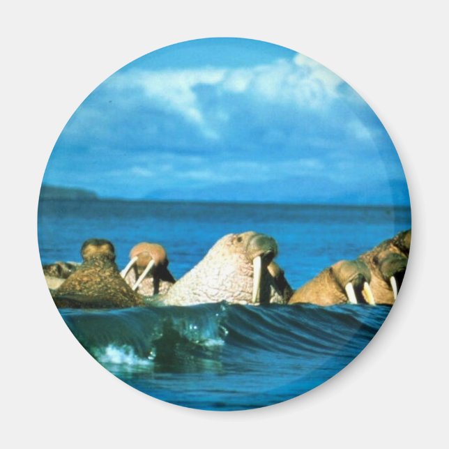 Walrus Magnet (Front)