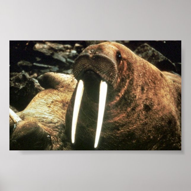 Walrus Male Poster (Front)