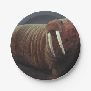 Walrus Paper Plate