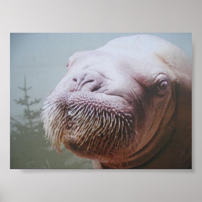 Walrus Photo Poster (Front)