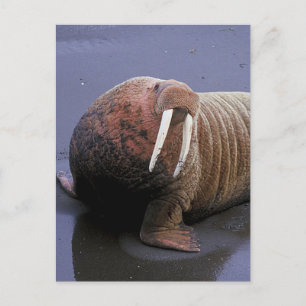 Walrus Postcard