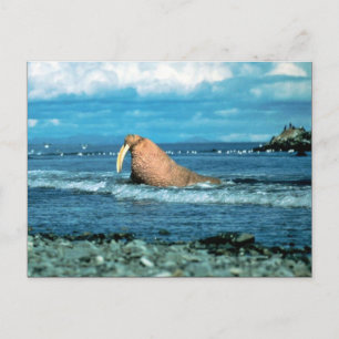 Walrus Postcard