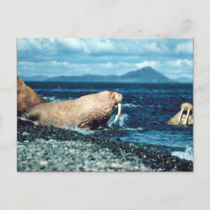 Walrus Postcard
