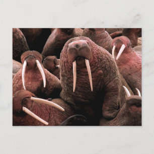 Walrus Postcard