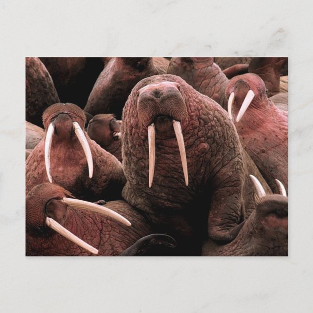 Walrus Postcard (Front)