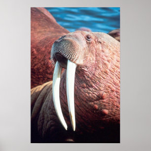 Walrus Poster