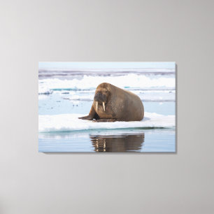 Walrus resting on ice, Norway Canvas Print