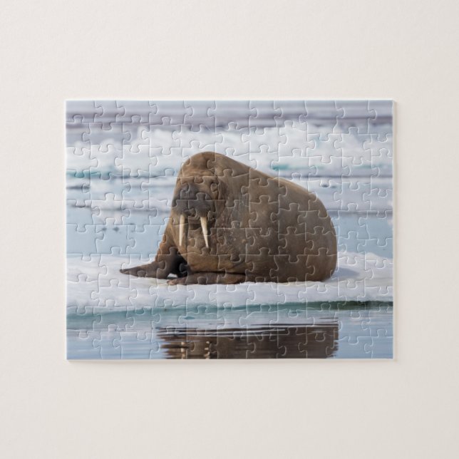 Walrus resting on ice, Norway Jigsaw Puzzle (Horizontal)