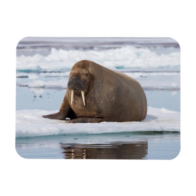 Walrus resting on ice, Norway Magnet (Horizontal)
