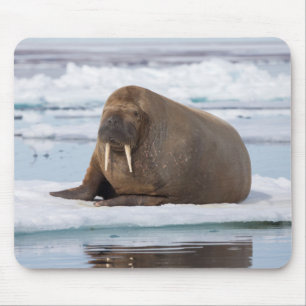 Walrus resting on ice, Norway Mouse Mat