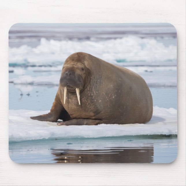Walrus resting on ice, Norway Mouse Mat (Front)