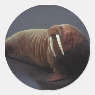 Walrus Stickers