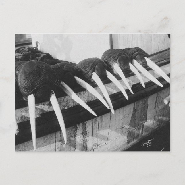 Walrus Tusks: 1931 Postcard (Front)