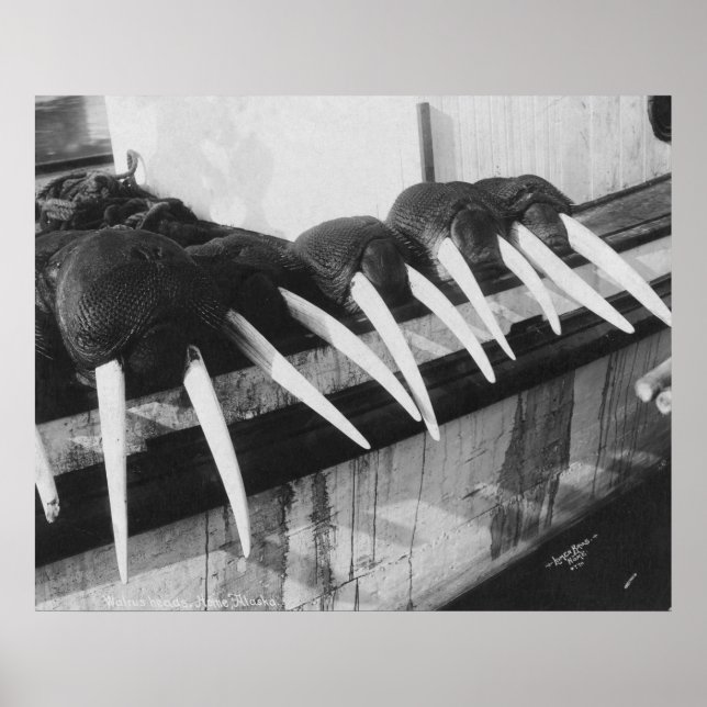 Walrus Tusks: 1931 Poster (Front)