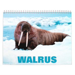 Walrus Wall Calendar