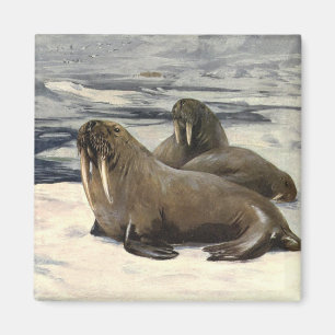 Walruses in the Arctic Snow, Vintage Marine Animal Magnet