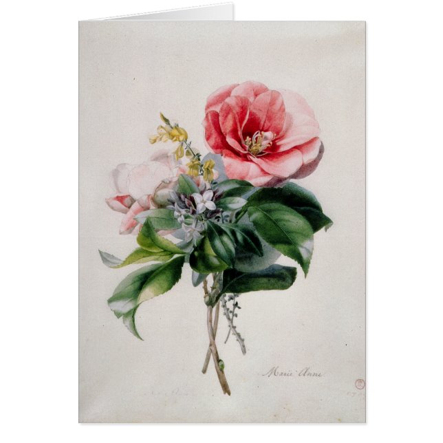 wamellia and Broom (Front)