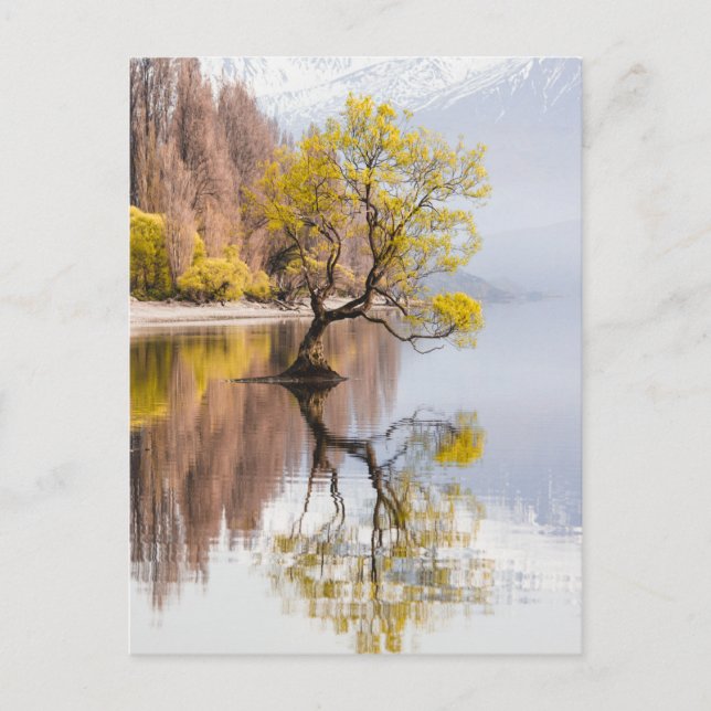 Wanaka Tree Autumn Nature Landscape Postcard (Front)