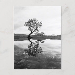 Wanaka Tree New Zealand Landscape Photography Postcard