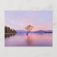Wanaka Tree Sunrise Nature Travel Photography