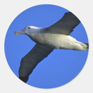 Wandering Albatross In Flight Classic Round Sticker