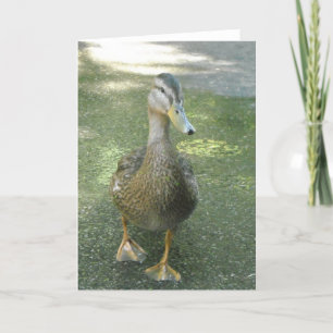 Wandering Duck Card