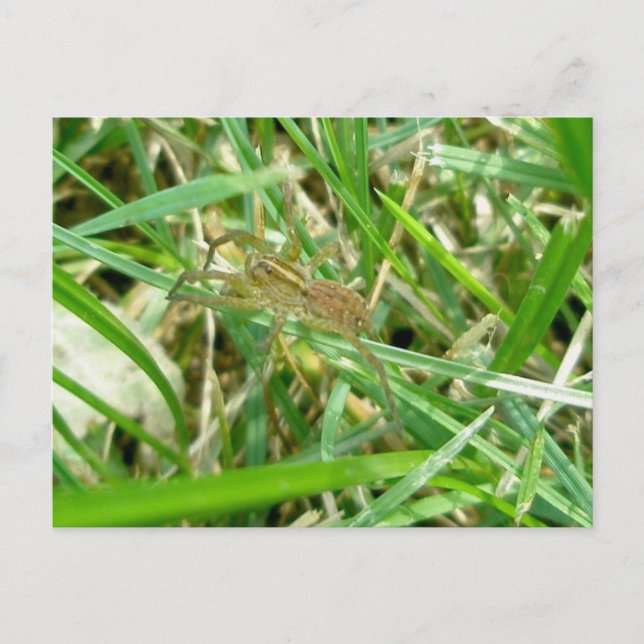 Wandering Spider in Grass Postcard (Front)