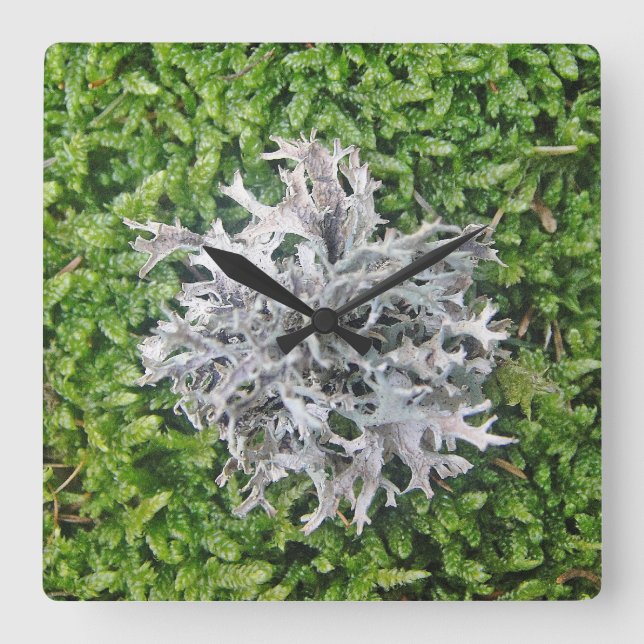 Wanduhr helle Flechte auf grünem Moos Square Wall Clock (Front)