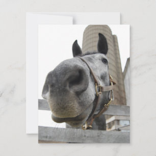 Wanna Horse Around Thank You Card