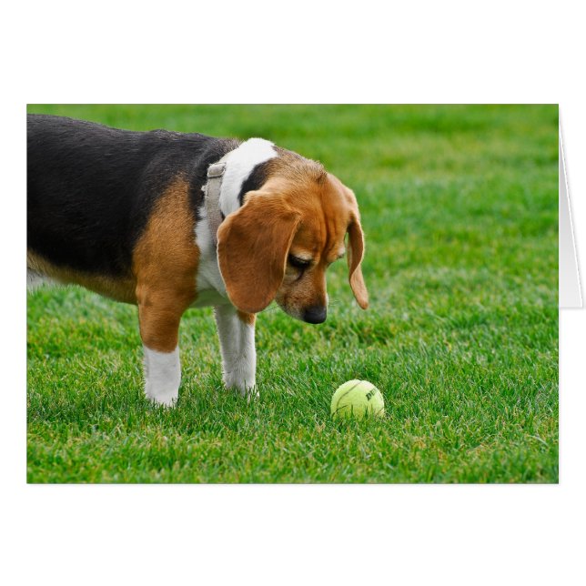 Wanna Play? (Front Horizontal)