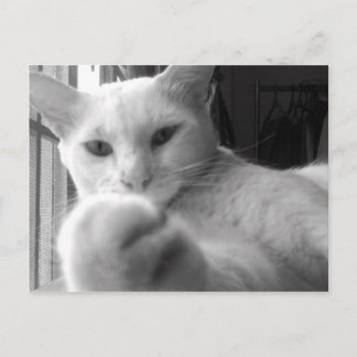 "Want my Paw?" Postcard