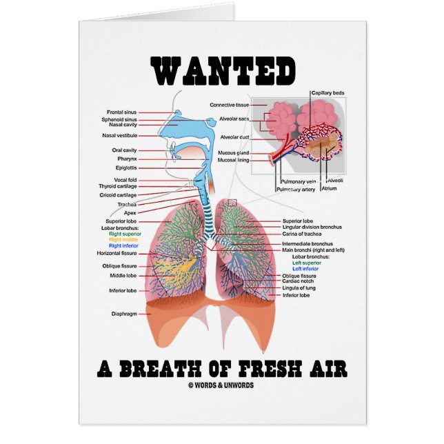 Wanted A Breath Of Fresh Air (Respiratory System) (Front)