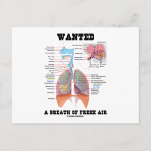 Wanted A Breath Of Fresh Air (Respiratory System) Postcard