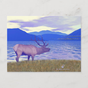 Wapiti (Elk) By The Lake Postcard