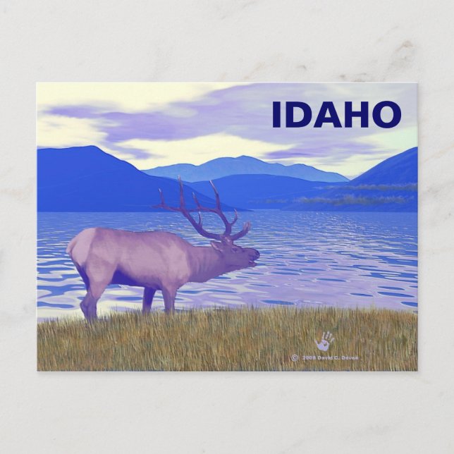 Wapiti (Elk) By The Lake Postcard (Front)