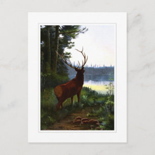 Wapiti, or Elk Postcard
