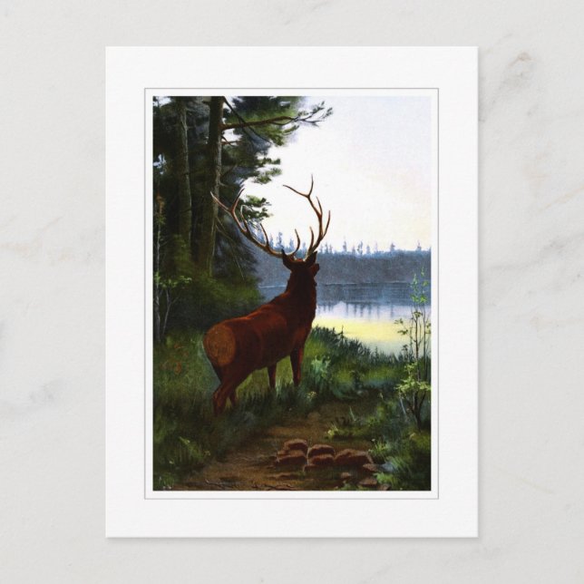 Wapiti, or Elk Postcard (Front)
