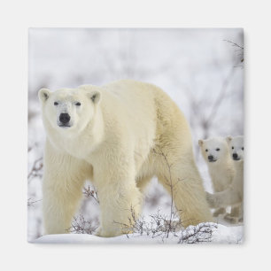 Wapusk National Park, Canada. Magnet