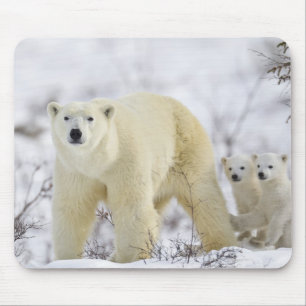 Wapusk National Park, Canada. Mouse Mat