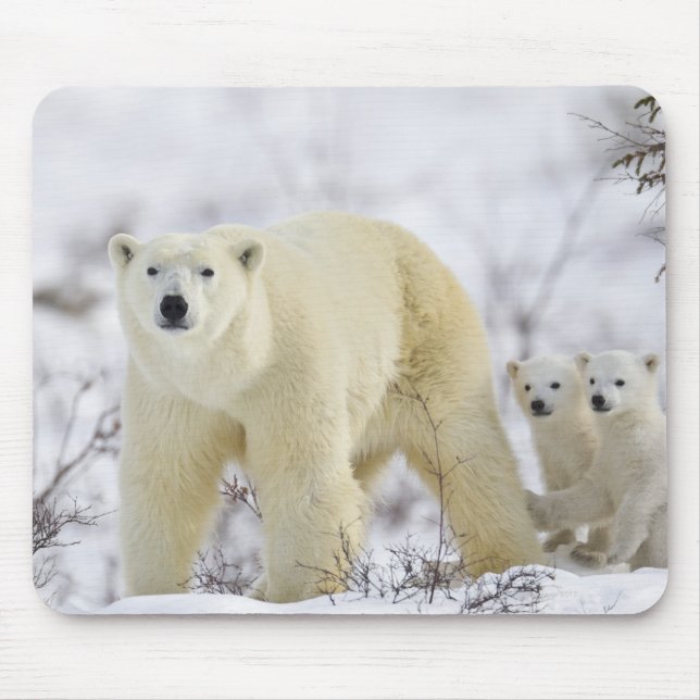 Wapusk National Park, Canada. Mouse Mat (Front)