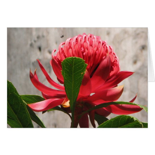 Waratah (Front Horizontal)