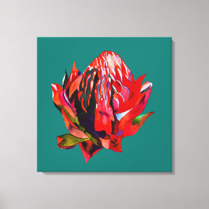 Waratah Australian native flower watercolor Canvas Print