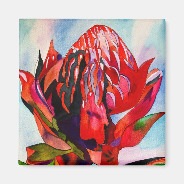 Waratah Australian native flower watercolor Magnet (Front)