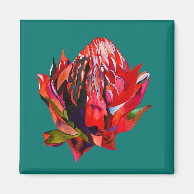 Waratah Australian native flower watercolor Magnet (Front)