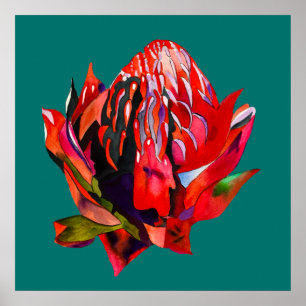 Waratah Australian native flower watercolor Poster
