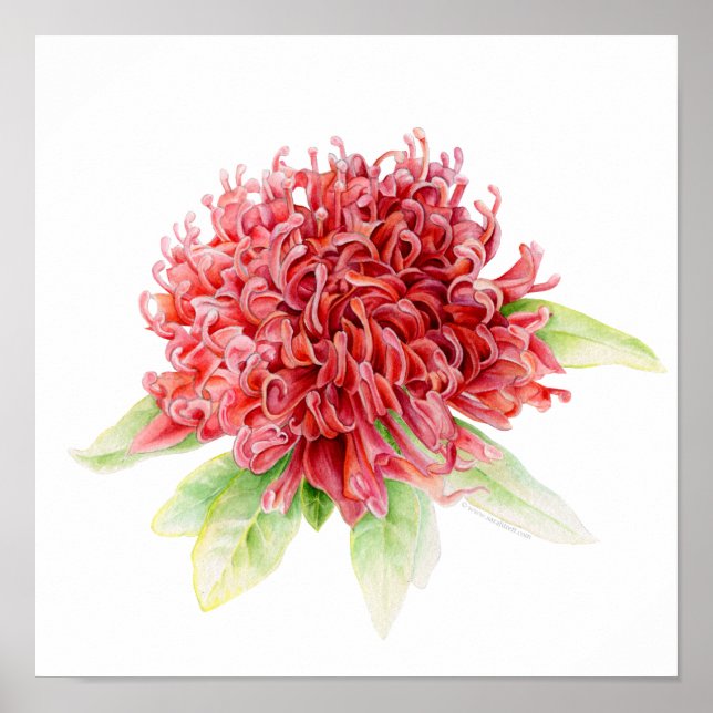 Waratah botanical fine art watercolor poster print (Front)