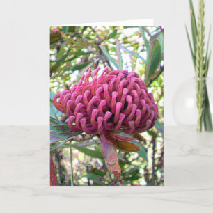 waratah card